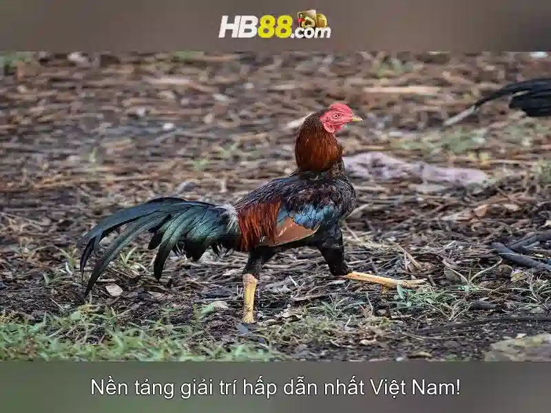 Tải App HB88